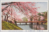 (帝都桜花)赤坂弁慶橋ノ桜/(Cherry Blossoms in the Imperial Capital) Cherry Blossoms at Benkei Bridge, Akasaka image