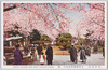 (帝都桜花)九段靖国神社境内ノ桜/(Cherry Blossoms in the Imperial Capital) Cherry Blossoms in the Precincts of Yasukuni Shrine, Kudan image