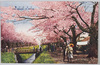 小金井の桜/Cherry Blossoms in Koganei image