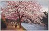 九段牛ケ淵の桜/Cherry Blossoms in Ushigafuchi, Kudan image