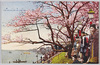 向島の桜/Cherry Blossoms in Mukōjima image
