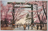 九段靖国神社大鳥居の桜/Cherry Blossoms at the Ōtorii of Yasukuni Shrine, Kudan image