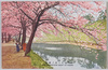 九段牛ケ淵ノ桜花/Cherry Blossoms in Ushigafuchi, Kudan image