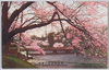 赤坂弁慶橋ノ桜花/Cherry Blossoms at Benkei Bridge, Akasaka image