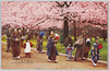 上野公園の桜　/Cherry Blossoms in Ueno Park image