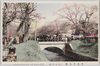 小金井の桜(小金井橋)/Cherry Blossoms in Koganei (Koganei Bridge) image