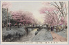 小金井の桜(関の橋)　/Cherry Blossoms in Koganei (Sekino Bridge) image