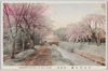 小金井の桜(梶野橋)　/Cherry Blossoms in Koganei (Kajino Bridge) image