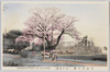 小金井の桜(日の出桜)　/Cherry Blossoms in Koganei (Hinodezakura Cherry Blossoms) image