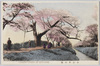 小金井の桜　/Cherry Blossoms in Koganei image