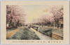 小金井の桜(茜屋橋)　/Cherry Blossoms in Koganei (Akaneya Bridge) image