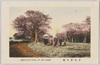 小金井の桜　/Cherry Blossoms in Koganei image