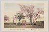 小金井の桜　/Cherry Blossoms in Koganei image