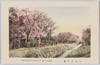 小金井の桜　/Cherry Blossoms in Koganei image
