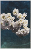 白妙桜(荒川堤五色桜ノ内)/Shirotae Cherry Blossoms (Part of the Five-colored Cherry Blossoms of the Arakawa Riverbank) image