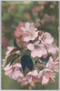 紫桜(荒川堤五色桜ノ内)/Murasaki Cherry Blossoms (Part of the Five-colored Cherry Blossoms of the Arakawa Riverbank) image