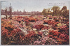 (東京名勝)日比谷の躑躅/(Scenic Beauties of Tokyo) Azaleas in Hibiya Park image