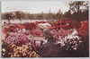 (東京名勝)日比谷の躑躅/(Scenic Beauties of Tokyo) Azaleas in Hibiya Park image