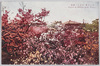 (東京名勝)日比谷の躑躅/(Scenic Beauties of Tokyo) Azaleas in Hibiya Park image