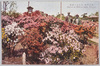 (東京名勝)日比谷の躑躅/(Scenic Beauties of Tokyo) Azaleas in Hibiya Park image