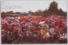 (東京名勝)日比谷の躑躅/(Scenic Beauties of Tokyo) Azaleas in Hibiya Park image