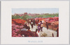 日比谷公園の躑躅/Azaleas in Hibiya Park image