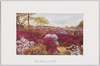 日比谷公園の躑躅/Azaleas in Hibiya Park image