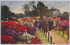 日比谷公園つつじ/Azaleas in Hibiya Park image