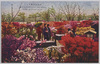日比谷公園つつじ/Azaleas in Hibiya Park image