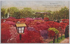 日比谷公園つつじ/Azaleas in Hibiya Park image