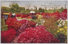 日比谷公園つつじ/Azaleas in Hibiya Park image