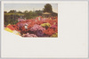 日比谷公園のつつじ2/Azaleas in Hibiya Park 2 image