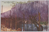 亀戸天神境内の藤花　VIEW OF WISTARIA AT KAMEIDO/Wisterias in the Precincts of Kameido Tenjin Shrine image