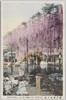 亀戸神社の藤　WISTERIA AT KAMEI GO TOKYO/Wisterias at Kameido Shrine image