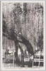 亀戸天神境内の藤花　VIEW OF WISTARIA AT KAMEDO/Wisterias in the Precincts of Kameido Tenjin Shrine image