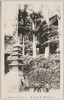 高尾山名勝　五重之塔　TOWER OF TAKAOZAN./Scenic Beauties of Mt. Takao, Five-storied Pagoda image