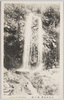 高尾山名勝　蛇の瀧　JA FALL AT TAKAOZAN./Scenic Beauties of Mt. Takao, Jataki Waterfall image