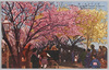 荒川堤五色ノ桜 THE FIVE COLOURS CHERRY BLOSSOMS AT ARAKAWA DIKE/Five-colored Cherry Blossoms at Arakawa Riverbank image