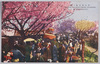 荒川堤五色ノ桜 THE FIVE COLOURS CHERRY BLOSSOMS AT ARAKAWA DIKE/Five-colored Cherry Blossoms at Arakawa Riverbank image
