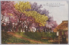 荒川堤五色ノ桜 THE FIVE COLOURS CHERRY BLOSSOMS AT ARAKAWA DIKE/Five-colored Cherry Blossoms at Arakawa Riverbank image