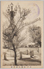 水戸常磐公園の梅/Plum Blossoms in Tokiwa Park, Mito image