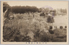 水戸常磐公園梅林/Plum Grove in Tokiwa Park, Mito image