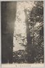 御開山袈裟掛ノ松/Kesagake no Matsu Pine Tree  image