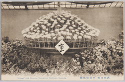 武州川和 中山松林圃 Hozan(516 Flowers)Nakayama Shorimpo,Kawawa / Nakayama Shōrimpo at Kawawa, Bushū image