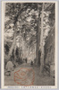 龍本寺大門並木/Row of Trees at Daimon Gate of Ryūhonji Temple image
