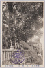 雨降木/Tree of Rainfall image