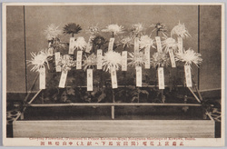 正菊床上花壇(閑院宮殿下へ献上)中山松林圃 / Chrysanthemums Flower Bed (Offering to His Imperial Highness Prince Kan'in), Nakayama Shōrimpo image