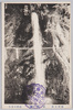 良弁滝/Ryōben Waterfall image