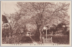 (川越名勝)三芳野天神の桜 / (Scenic Beauties of Kawagoe) Cherry Blossoms at Miyoshino Tenjin image