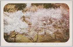 伊豆熱海　梅園 / Plum Garden in Atami, Izu image